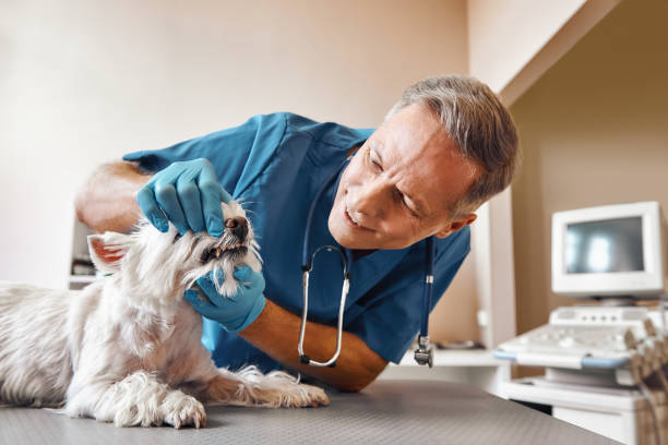 Best Emergency Dentist for Knocked-Out Tooth in Nes, IL